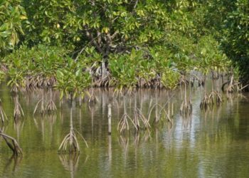 Targetkan 31.380 Hektar, BRGM Gencarkan Program Rehabilitasi Mangrove M4CR di Kaltara