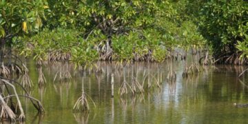 Targetkan 31.380 Hektar, BRGM Gencarkan Program Rehabilitasi Mangrove M4CR di Kaltara