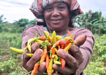 Petani Minta Pemerintah Turun Tangan Atasi Fluktuasi Harga Cabai