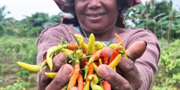 Petani Minta Pemerintah Turun Tangan Atasi Fluktuasi Harga Cabai