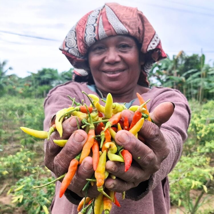 Petani Minta Pemerintah Turun Tangan Atasi Fluktuasi Harga Cabai