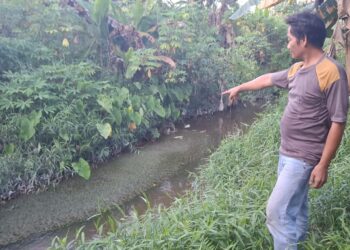 Buaya Muncul ke Permukiman Warga di Juata Permai, Evakuasi Terhambat Aturan?