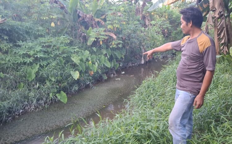 Buaya Muncul ke Permukiman Warga di Juata Permai, Evakuasi Terhambat Aturan?