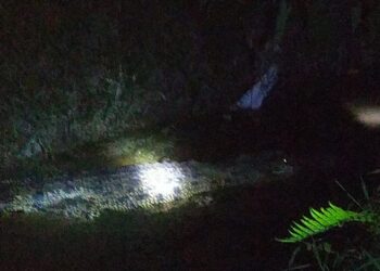 Tiga Laporan Kemunculan Buaya, Lurah Juata Permai: Sudah Dikoordinasikan ke BKSDA