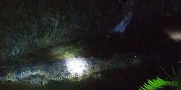 Tiga Laporan Kemunculan Buaya, Lurah Juata Permai: Sudah Dikoordinasikan ke BKSDA