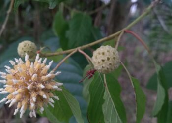 BNN Tegas Tolak Legalisasi Kratom, Meski Ada Potensi Ekonomi