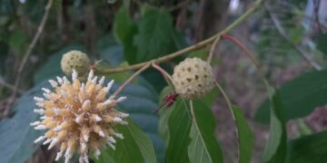 BNN Tegas Tolak Legalisasi Kratom, Meski Ada Potensi Ekonomi