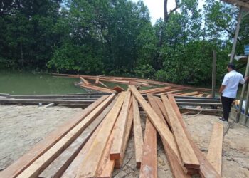 TERKUAK! Penebang Liar Pasok Kayu Ilegal Sesuai Pesanan