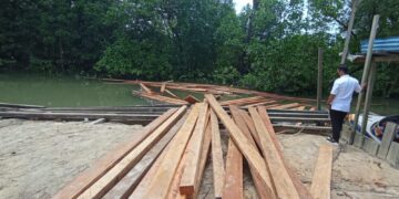 TERKUAK! Penebang Liar Pasok Kayu Ilegal Sesuai Pesanan