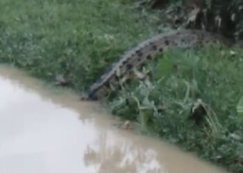 GEGER! Warga Resah Penampakan Buaya di Aliran Sungai Kecil Cahaya Baru