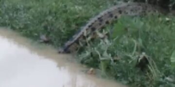 GEGER! Warga Resah Penampakan Buaya di Aliran Sungai Kecil Cahaya Baru
