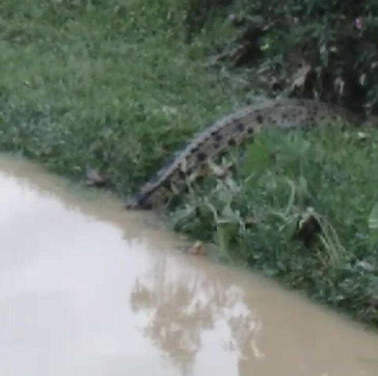 GEGER! Warga Resah Penampakan Buaya di Aliran Sungai Kecil Cahaya Baru