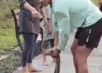 Heboh! Warga Temukan Ular Phyton 4 Meter di Parit Area Taman Bandara Juwata