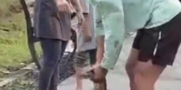 Heboh! Warga Temukan Ular Phyton 4 Meter di Parit Area Taman Bandara Juwata