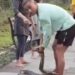 Heboh! Warga Temukan Ular Phyton 4 Meter di Parit Area Taman Bandara Juwata