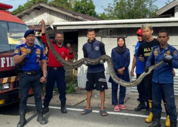 Ular Phyton Raksasa Bersarang di Dapur Warga, Petugas Damkar Lakukan Evakuasi