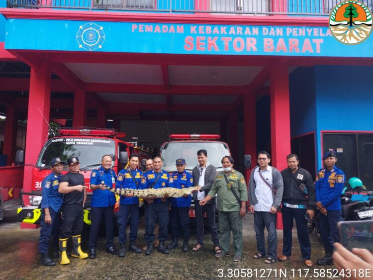 Warga Dapat Buaya Saat Mancing di Embung Rawa Sari