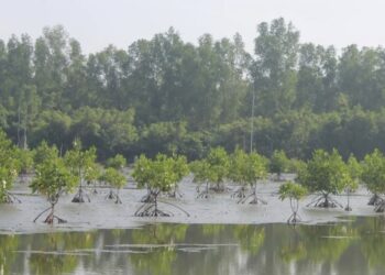 Hari Lahan Basah Sedunia: YLBA Soroti Perlindungan dan Pelestarian Lahan Basah