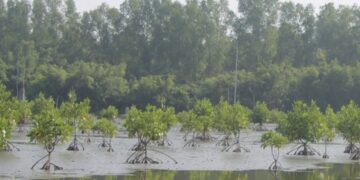 Hari Lahan Basah Sedunia: YLBA Soroti Perlindungan dan Pelestarian Lahan Basah