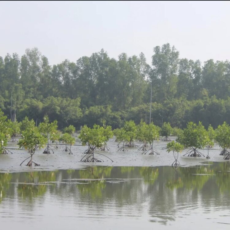 Hari Lahan Basah Sedunia: YLBA Soroti Perlindungan dan Pelestarian Lahan Basah