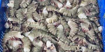 Tunjukan Tren Positif, Harga Jual Udang di Kaltara Naik Hingga 30 Persen