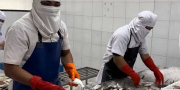 Harga Bandeng di Kaltara Bergairah, Tembus Rp16 Ribu per Kilogram