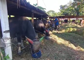 Ratusan Hewan Kurban Masuk ke Kaltara Jelang Iduladha Diperiksa Balai Karantina