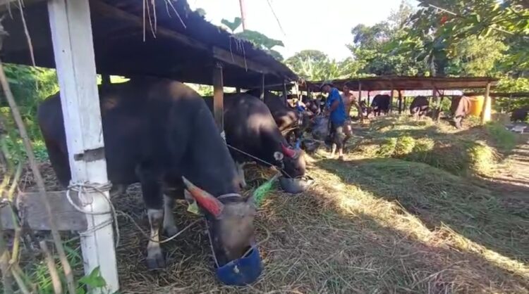 Ratusan Hewan Kurban Masuk ke Kaltara Jelang Iduladha Diperiksa Balai Karantina
