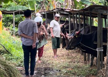 Jelang Iduladha, Omzet Penjualan Sapi Kurban di Tarakan Anjlok
