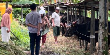 Jelang Iduladha, Omzet Penjualan Sapi Kurban di Tarakan Anjlok
