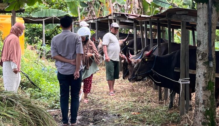 Jelang Iduladha, Omzet Penjualan Sapi Kurban di Tarakan Anjlok