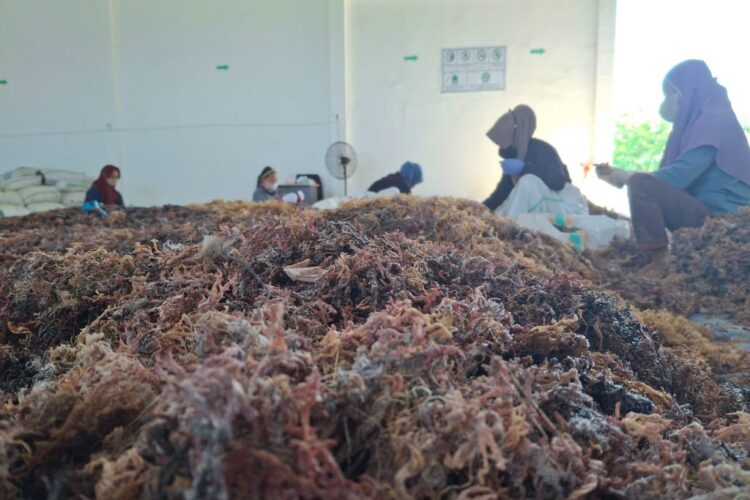 Atasi Harga Rumput Laut, Bupati Mau Datangi Pabrik di Pinrang