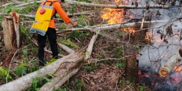 Kebakaran Lahan di Nunukan Selatan Diduga Akibat Pembukaan Lahan, 2 Hektare Ludes Terbakar