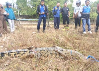 PMK Bersama dengan Petugas Penakaran Berhasil Amankan Satu Ekor Buaya di Embung Persemaian