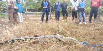 PMK Bersama dengan Petugas Penakaran Berhasil Amankan Satu Ekor Buaya di Embung Persemaian