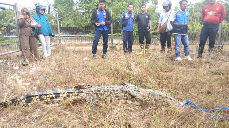 PMK Bersama dengan Petugas Penakaran Berhasil Amankan Satu Ekor Buaya di Embung Persemaian
