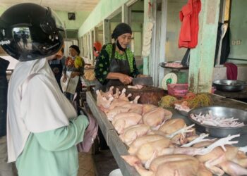 Isu Flu Burung Picu Penurunan Pembeli, Pedagang Ayam di Tarakan Mengeluh