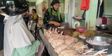 Isu Flu Burung Picu Penurunan Pembeli, Pedagang Ayam di Tarakan Mengeluh