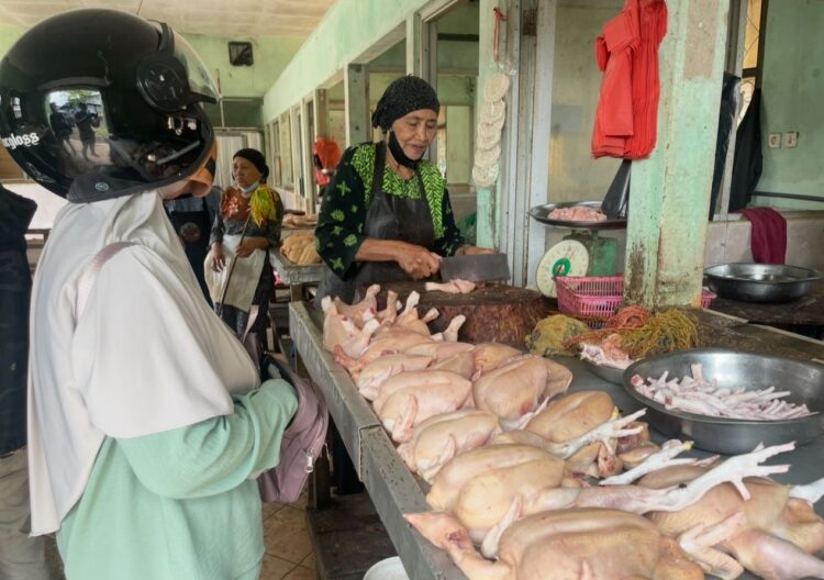 Isu Flu Burung Picu Penurunan Pembeli, Pedagang Ayam di Tarakan Mengeluh