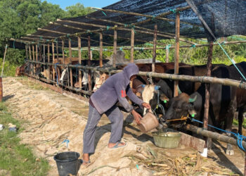 Sapi Masuk Tarakan Diuji Ulang, Karantina Pastikan Bebas Penyakit Sebelum Didistribusikan