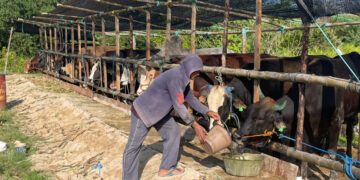 Sapi Masuk Tarakan Diuji Ulang, Karantina Pastikan Bebas Penyakit Sebelum Didistribusikan