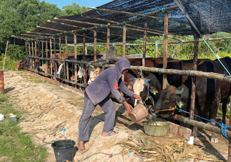 Sapi Masuk Tarakan Diuji Ulang, Karantina Pastikan Bebas Penyakit Sebelum Didistribusikan