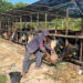 Sapi Masuk Tarakan Diuji Ulang, Karantina Pastikan Bebas Penyakit Sebelum Didistribusikan