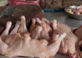 Isu Flu Burung di Tarakan Bikin Resah, Pelaku Usaha Pastikan Ayam Potong Aman Dikonsumsi