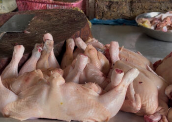 Isu Flu Burung di Tarakan Bikin Resah, Pelaku Usaha Pastikan Ayam Potong Aman Dikonsumsi