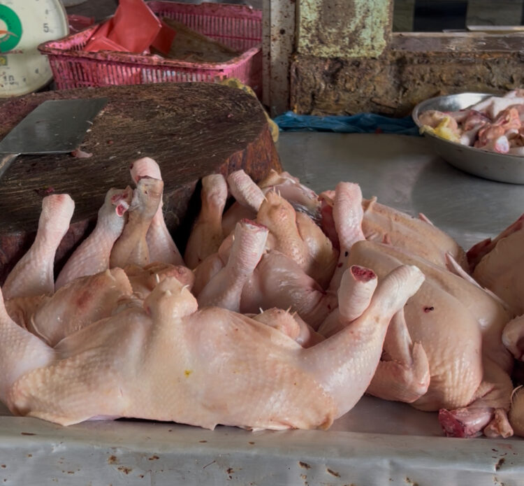 Isu Flu Burung di Tarakan Bikin Resah, Pelaku Usaha Pastikan Ayam Potong Aman Dikonsumsi