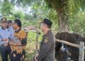 Pemkot Tarakan Perketat Pengawasan Hewan Kurban, Pastikan Bebas PMK dan AI
