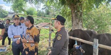 Pemkot Tarakan Perketat Pengawasan Hewan Kurban, Pastikan Bebas PMK dan AI