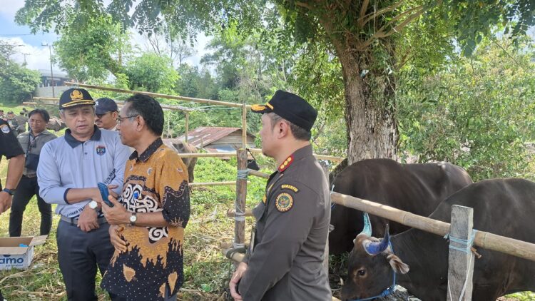 Pemkot Tarakan Perketat Pengawasan Hewan Kurban, Pastikan Bebas PMK dan AI