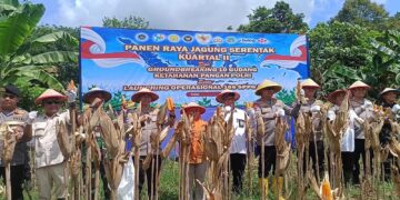 Penanaman Jagung di Kaltara Capai 244 Hektare, Dukung Program Ketahanan Pangan Nasional